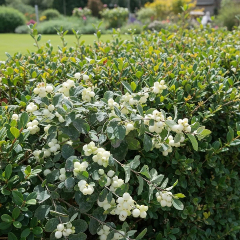 Symphorine Magical® Galaxy 'Kolmgala', Symphoricarpos