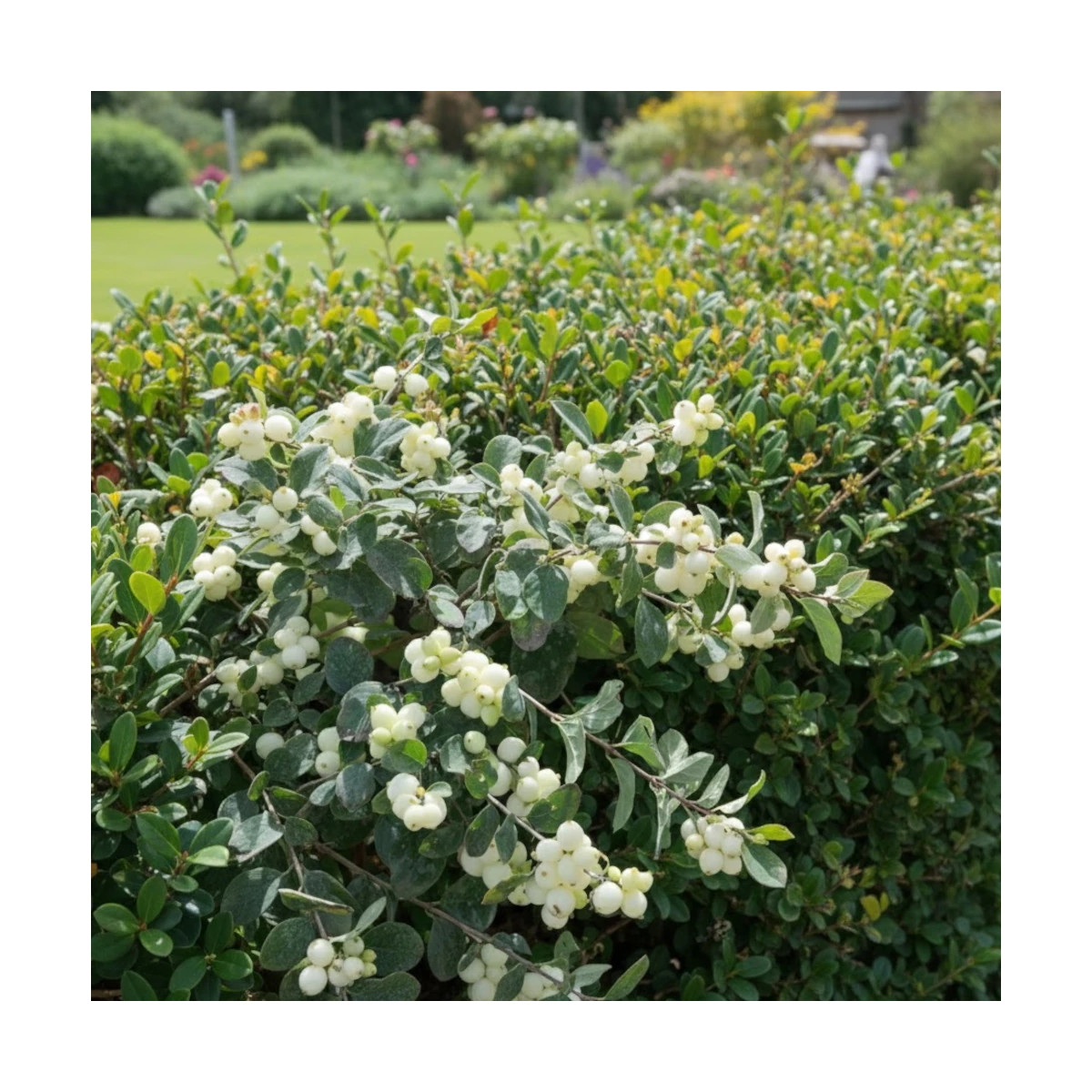 Symphorine Magical® Galaxy 'Kolmgala', Symphoricarpos