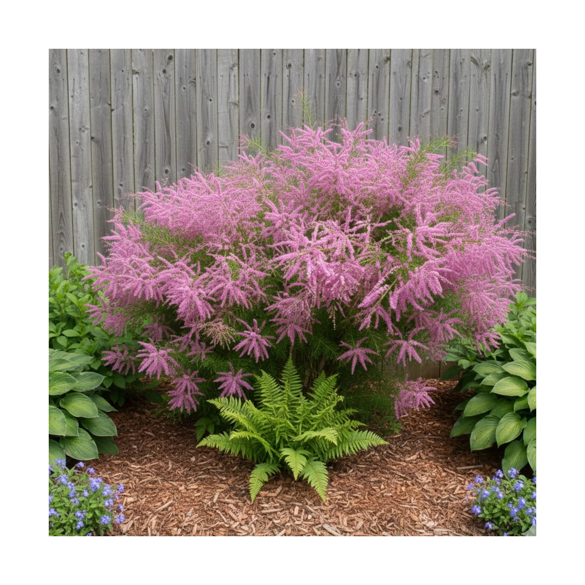 Tamaris d'été rose, Tamarix