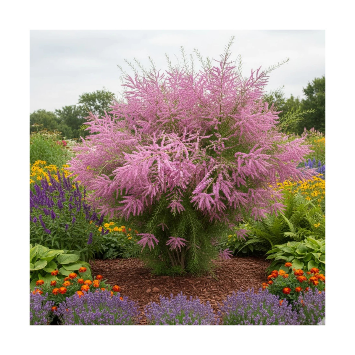 Tamaris d'été rose, Tamarix