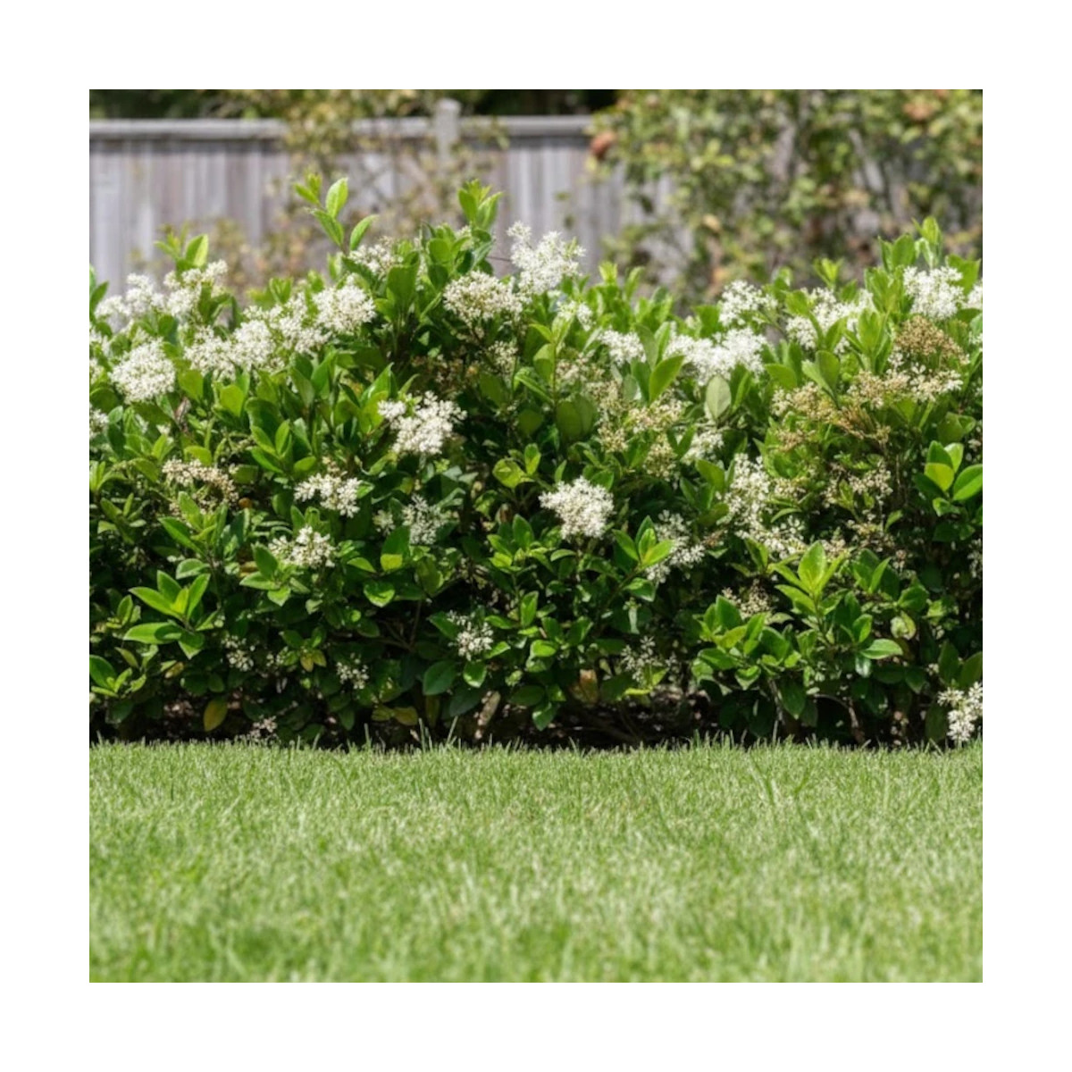 Troène du Japon, Ligustrum
