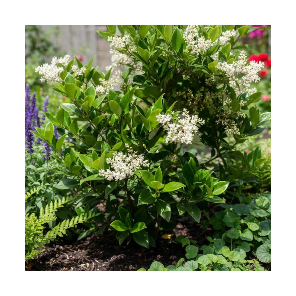 Troène du Japon, Ligustrum