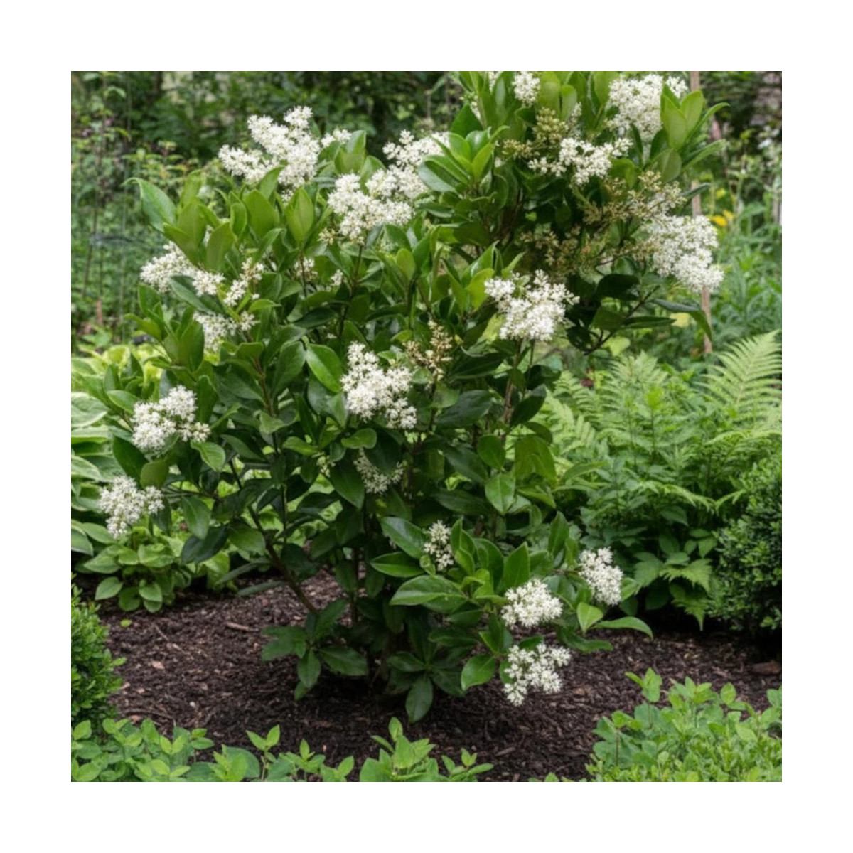 Troène du Japon, Ligustrum