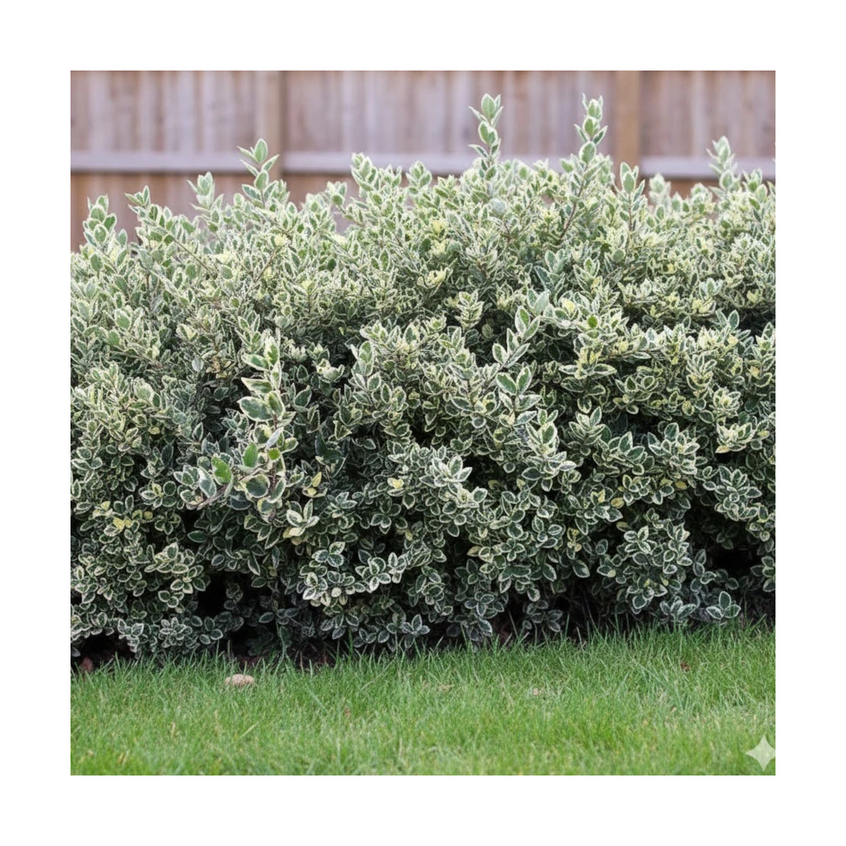 Troène du Japon Silver Star, Ligustrum