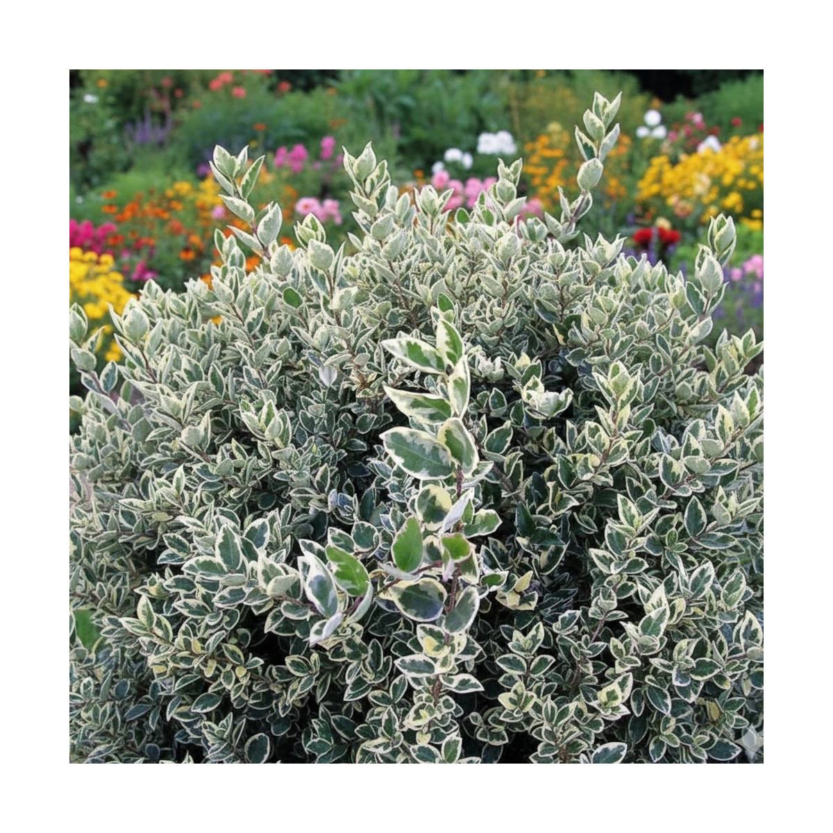 Troène du Japon Silver Star, Ligustrum