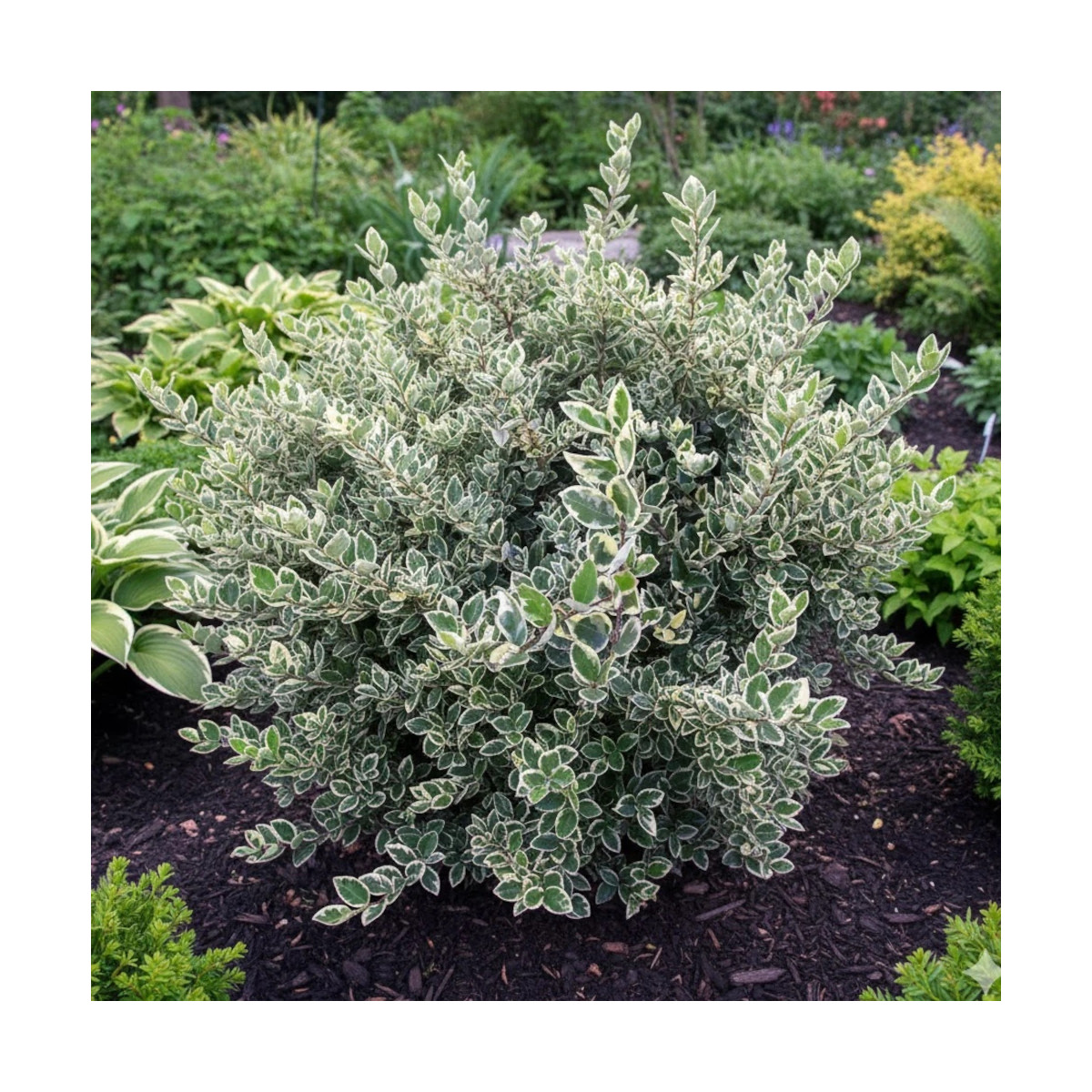Troène du Japon Silver Star, Ligustrum