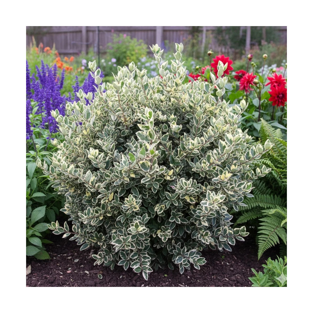 Troène du Japon Silver Star, Ligustrum