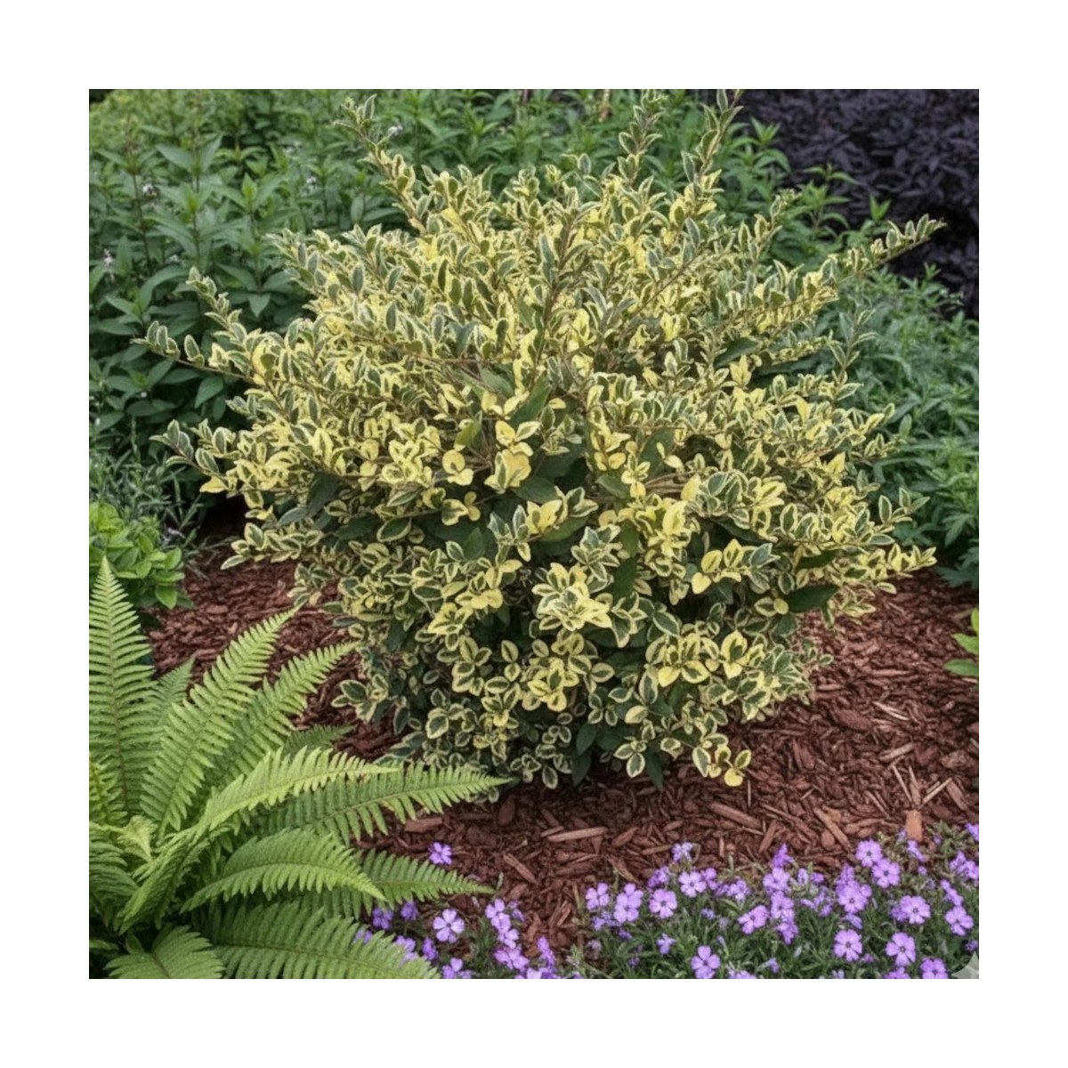 Troène Musli® 'Muster' - SILENCE, ça pousse !, Ligustrum