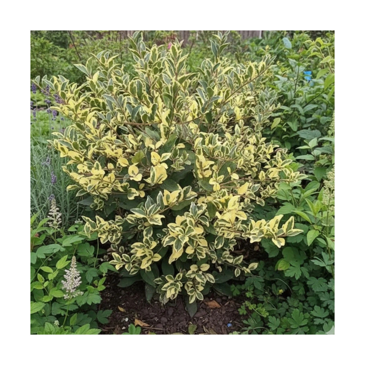 Troène Musli® 'Muster' - SILENCE, ça pousse !, Ligustrum