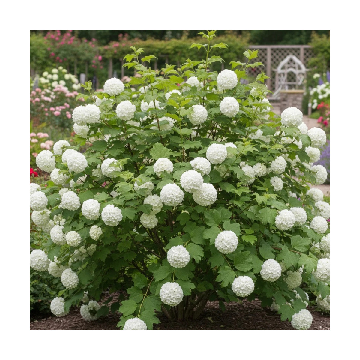 Viorne boule de neige compacte, Viburnum