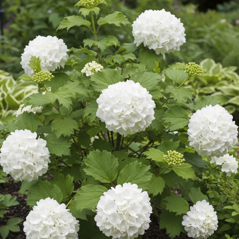 Viorne boule de neige compacte, Viburnum