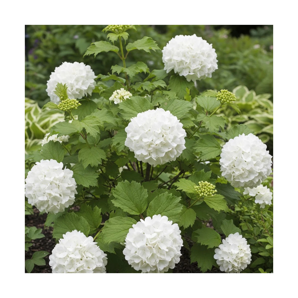Viorne boule de neige compacte, Viburnum