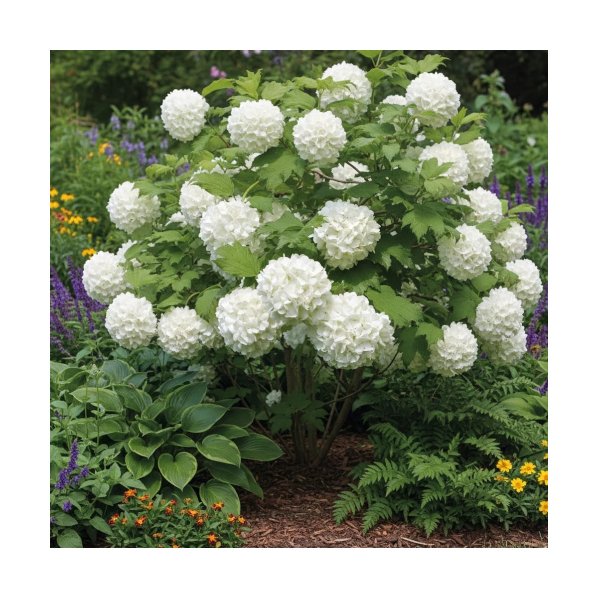 Viorne boule de neige compacte, Viburnum