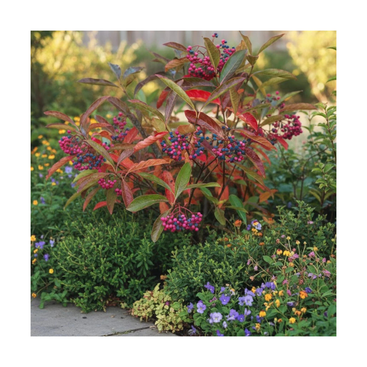 Viorne dénudée Pink Beauty - SILENCE, ça pousse !, Viburnum