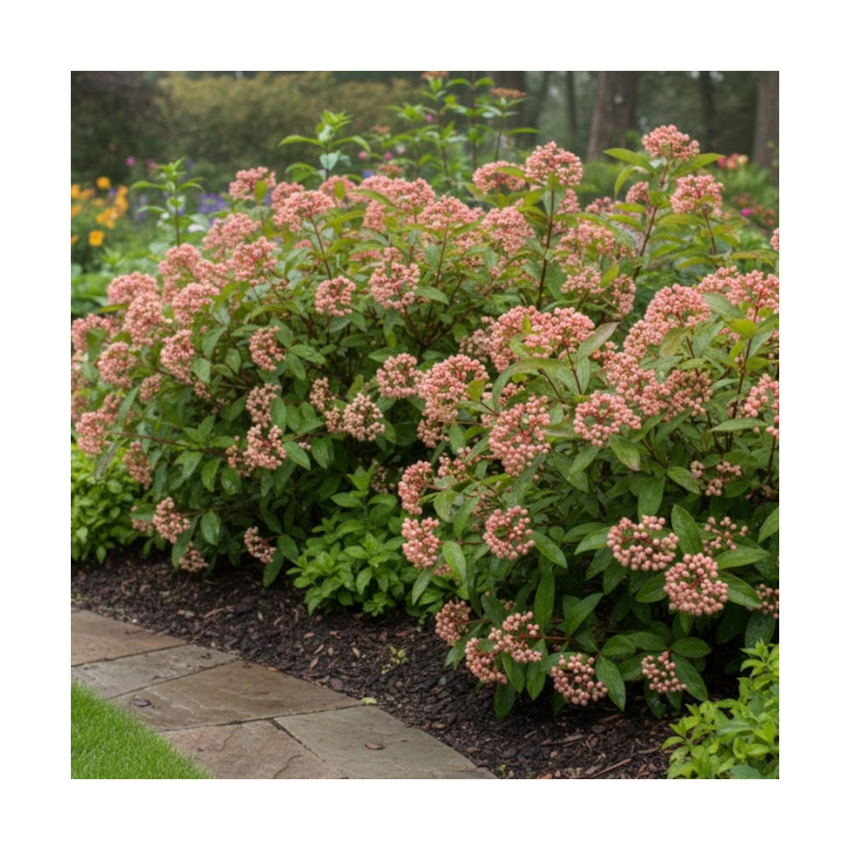 Viorne dénudée Pink Beauty - SILENCE, ça pousse !, Viburnum