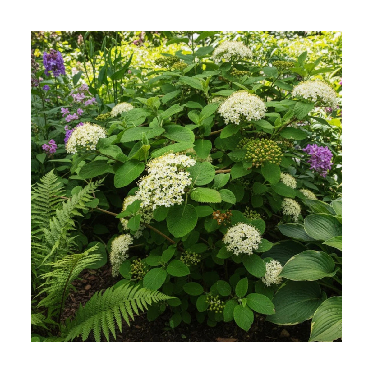 Viorne lantane, Viburnum Viorne lantane, Viburnum