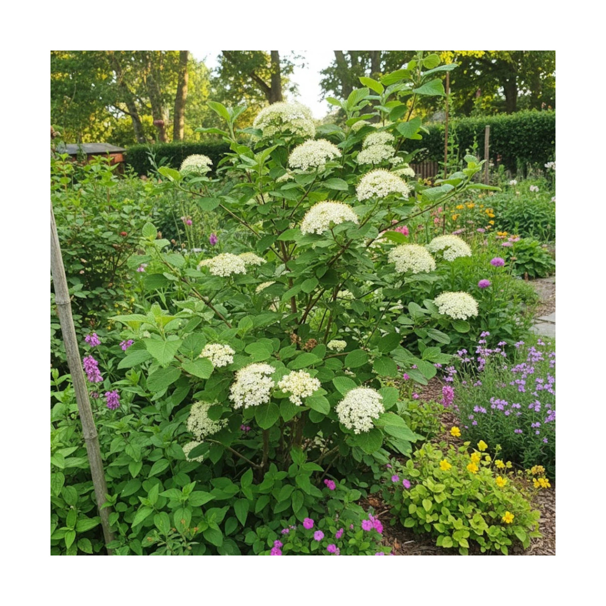 Viorne lantane, Viburnum Viorne lantane, Viburnum