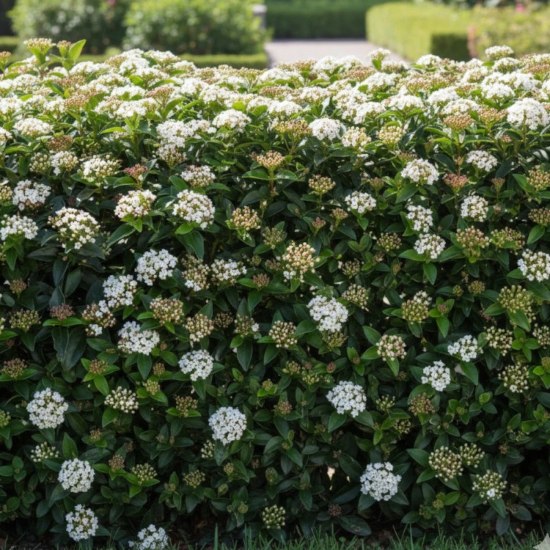 Viorne, Laurier Tin - SILENCE, ça pousse !, Viburnum