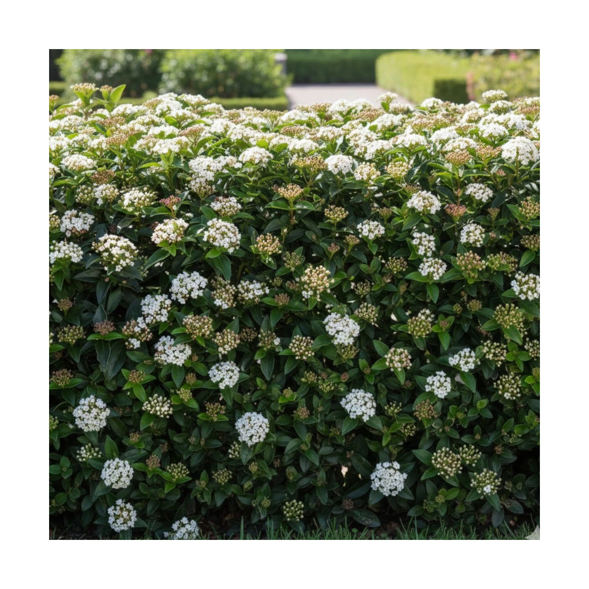 Viorne, Laurier Tin - SILENCE, ça pousse !, Viburnum