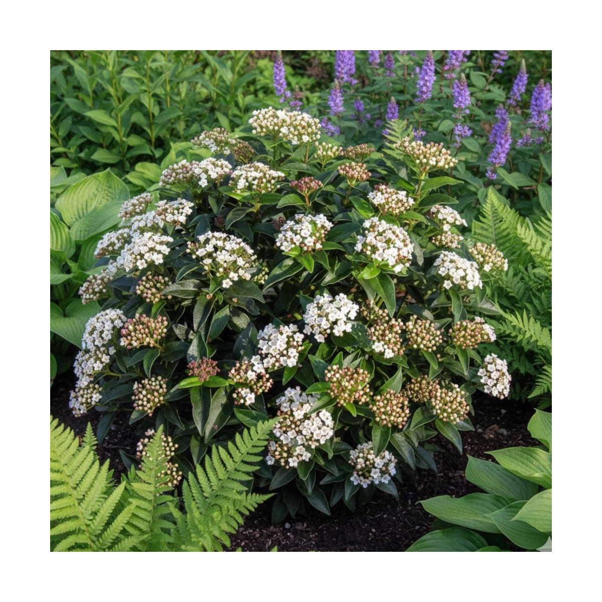 Viorne, Laurier Tin - SILENCE, ça pousse !, Viburnum