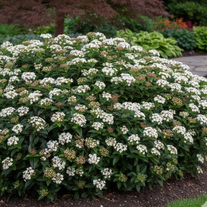 Viorne, Laurier Tin - SILENCE, ça pousse !, Viburnum