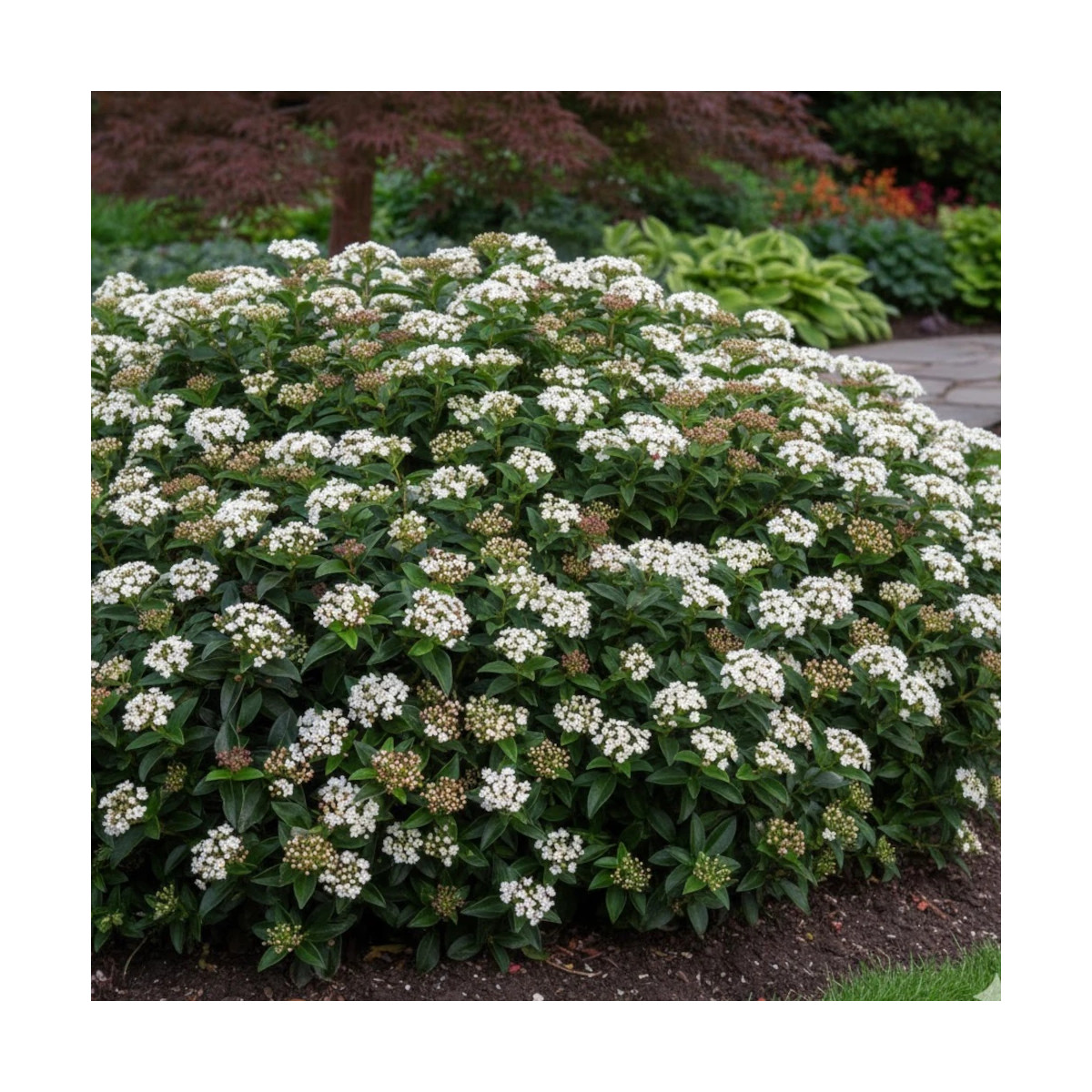 Viorne, Laurier Tin - SILENCE, ça pousse !, Viburnum