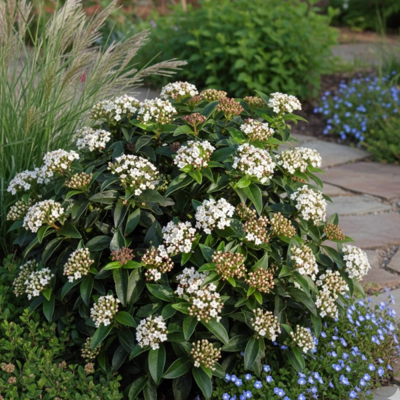 Viorne, Laurier Tin - SILENCE, ça pousse !, Viburnum