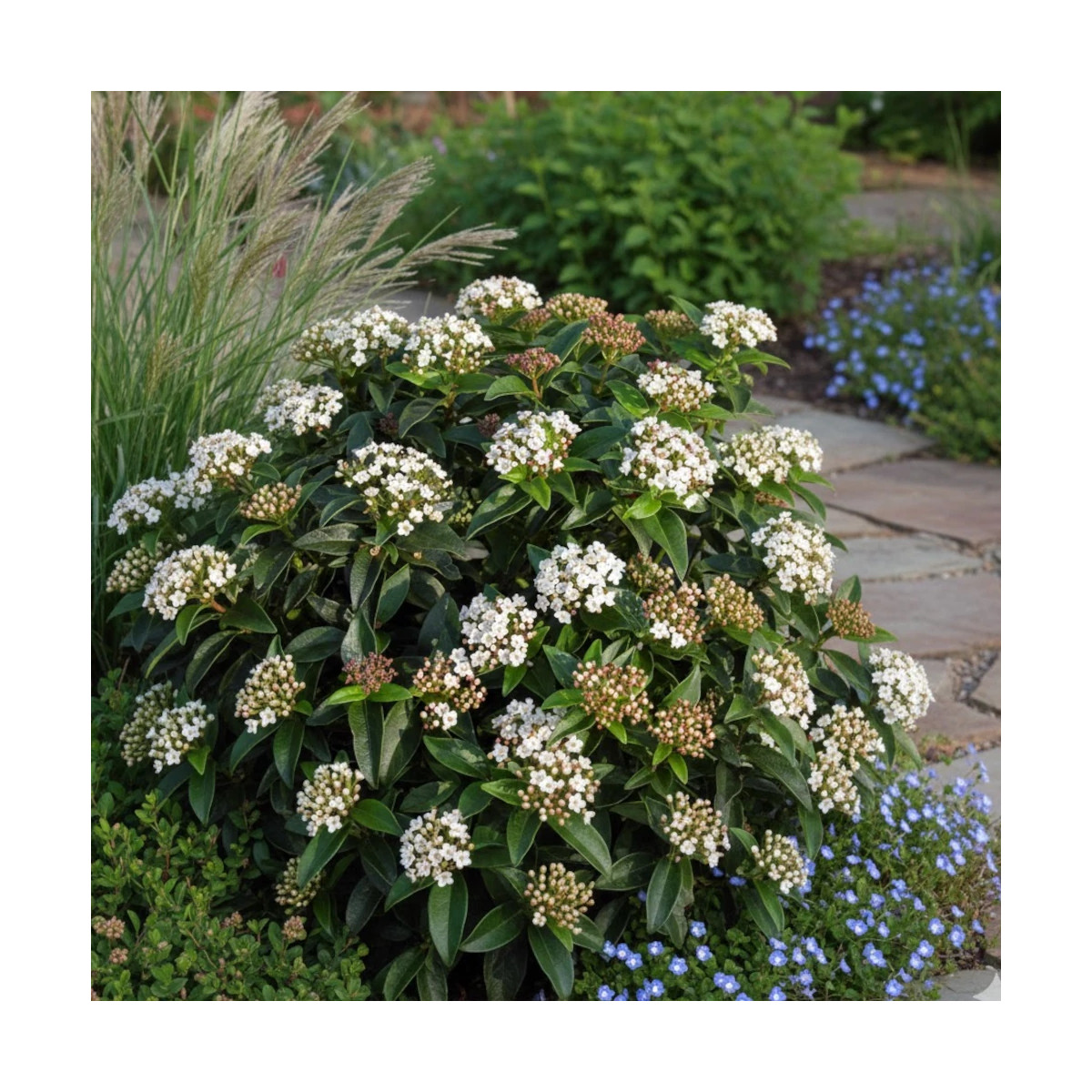 Viorne, Laurier Tin - SILENCE, ça pousse !, Viburnum