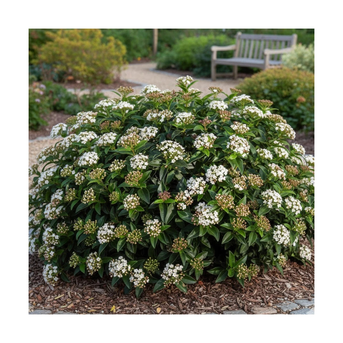 Viorne, Laurier Tin, Viburnum