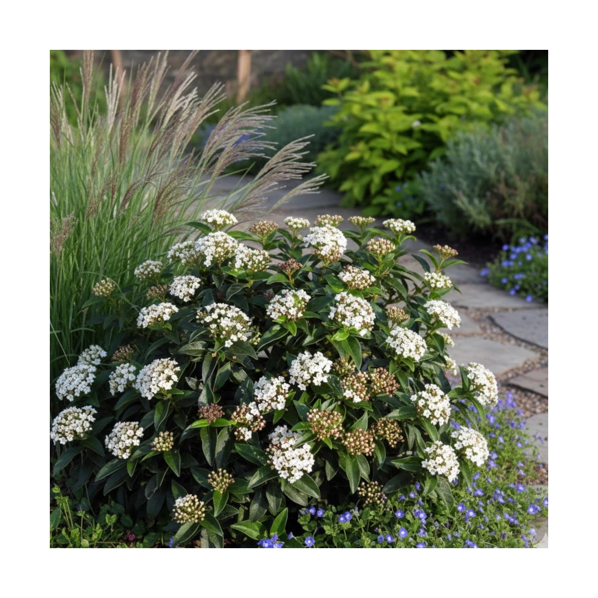 Viorne, Laurier Tin, Viburnum