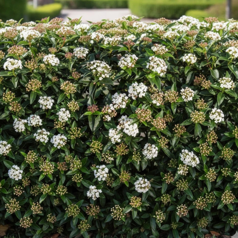 Viorne, Laurier Tin, Viburnum