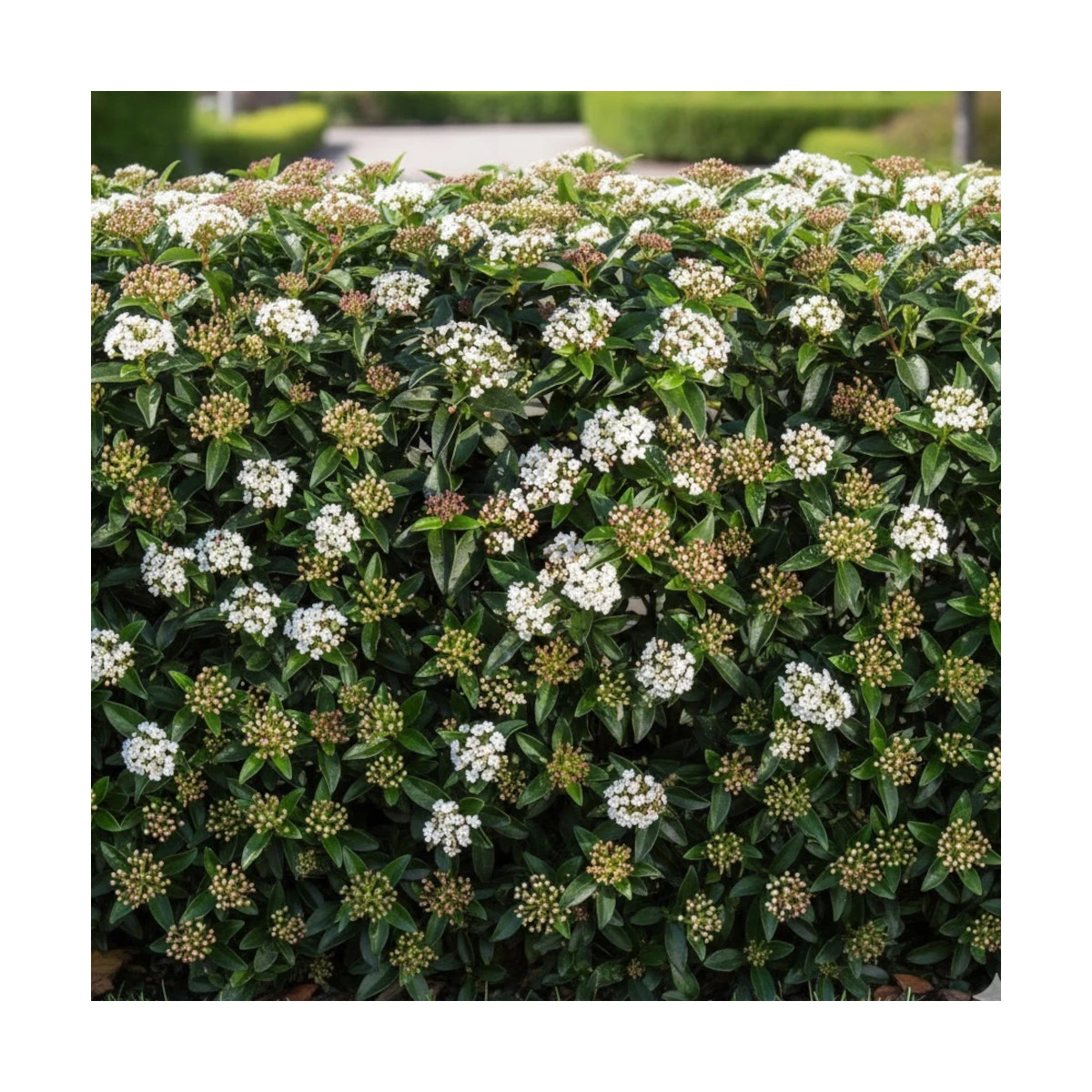 Viorne, Laurier Tin, Viburnum