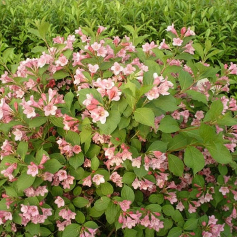 Weigela Conquête, Weigelia