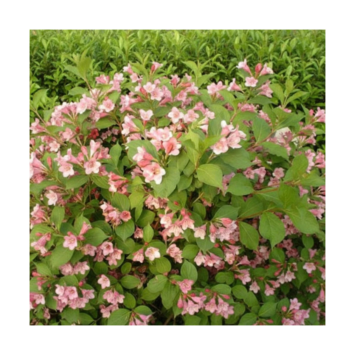 Weigela Conquête, Weigelia