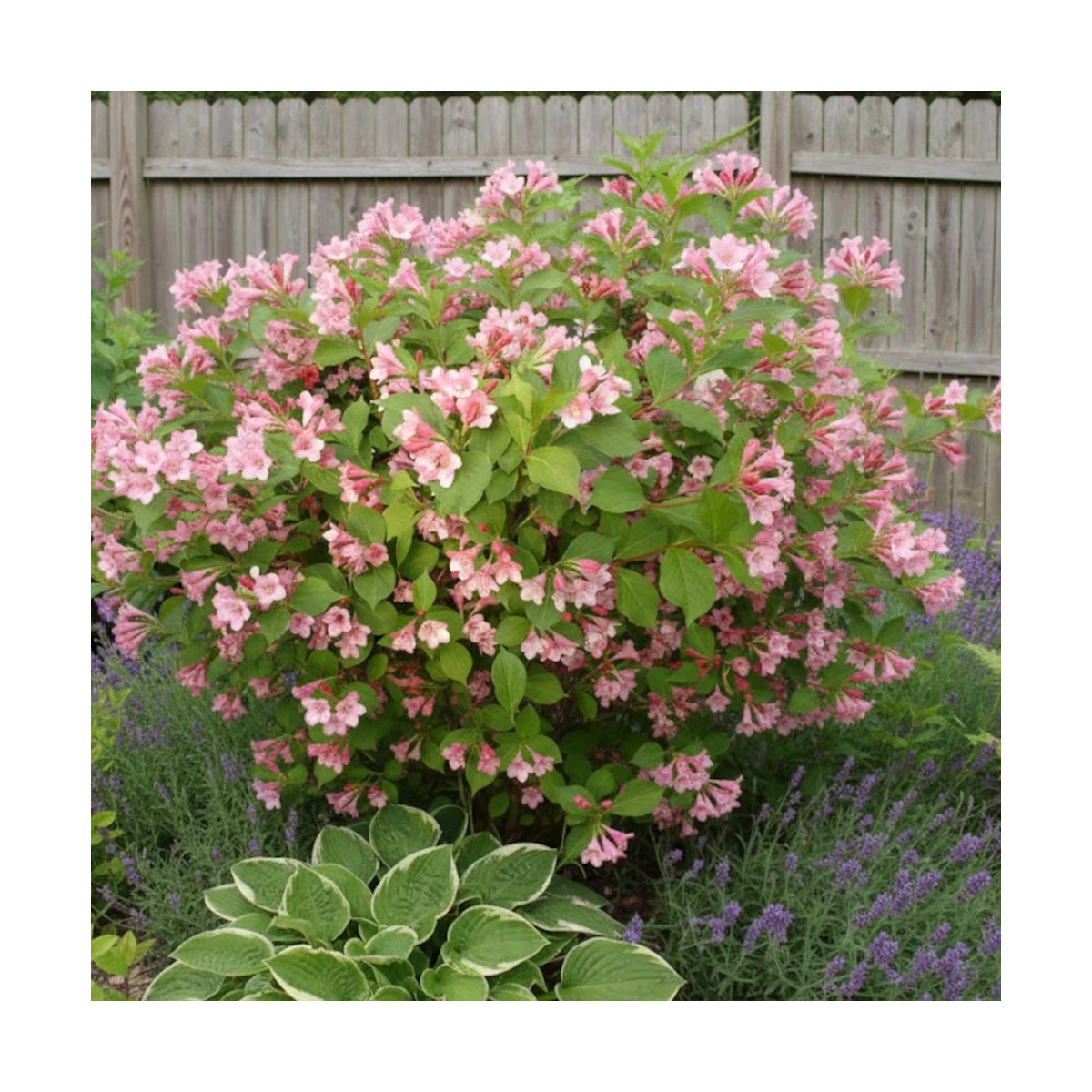 Weigela Conquête, Weigelia