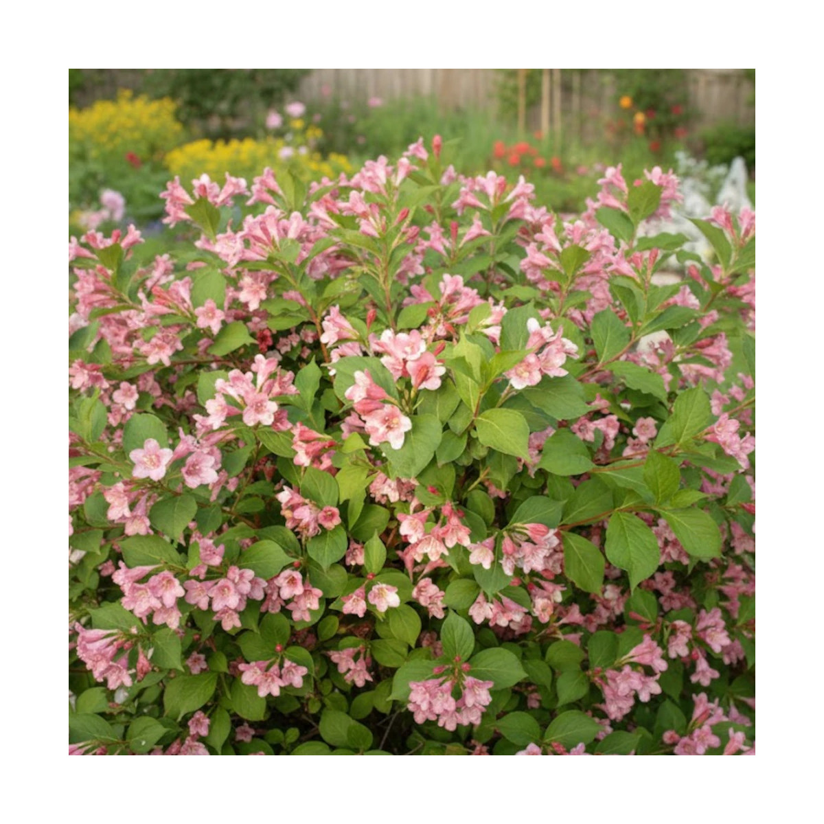 Weigela Conquête, Weigelia