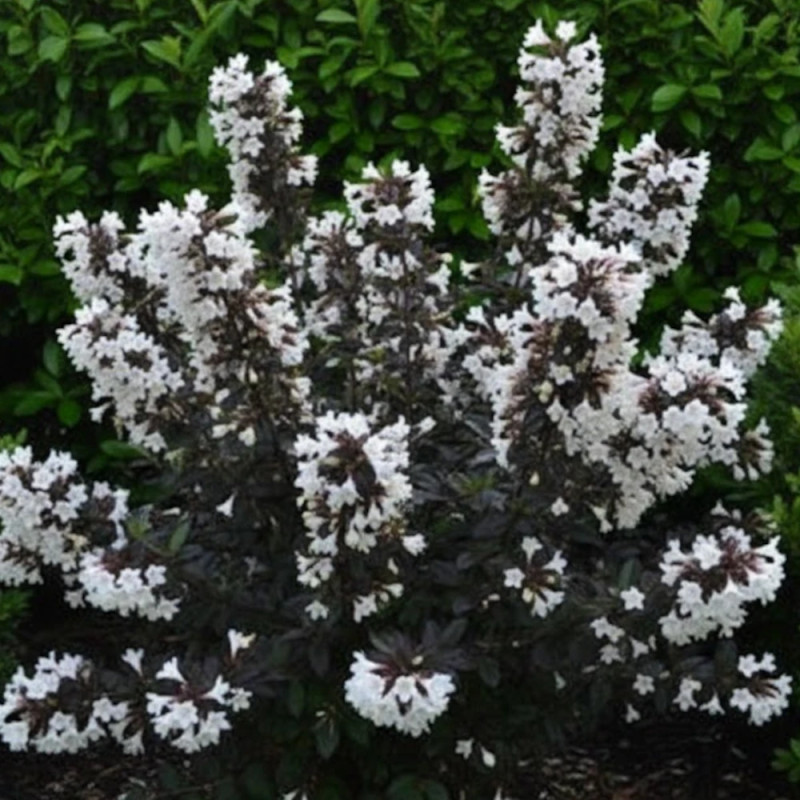 Weigela Ebony & ivory® - SILENCE, ça pousse !, Weigelia