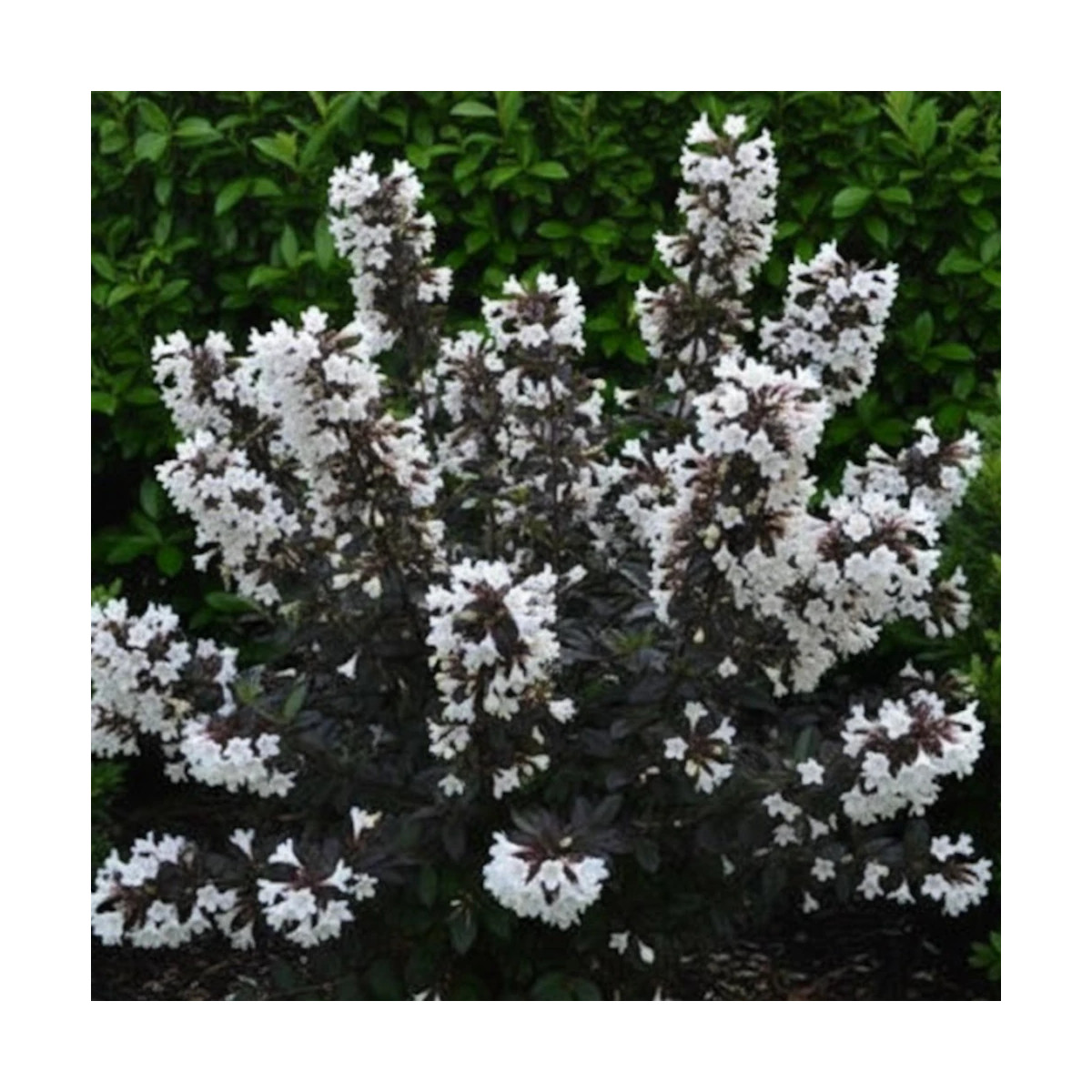 Weigela Ebony & ivory® - SILENCE, ça pousse !, Weigelia