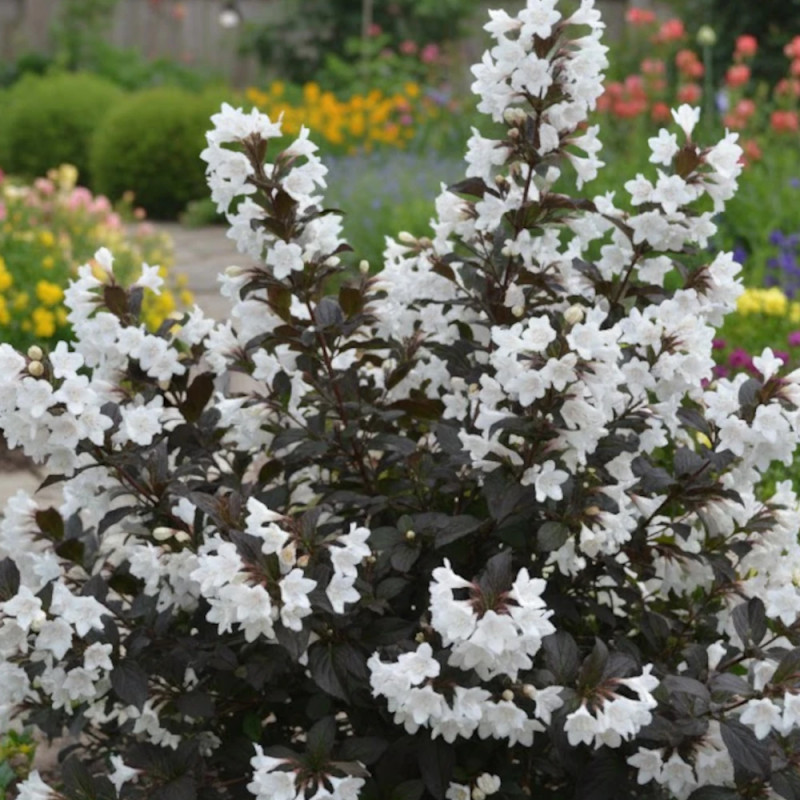 Weigela Ebony & ivory® - SILENCE, ça pousse !, Weigelia