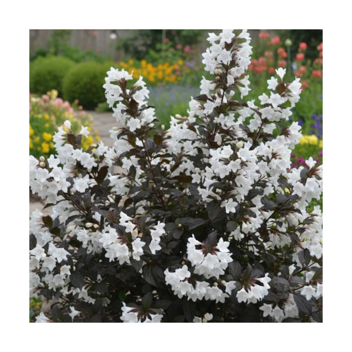 Weigela Ebony & ivory® - SILENCE, ça pousse !, Weigelia