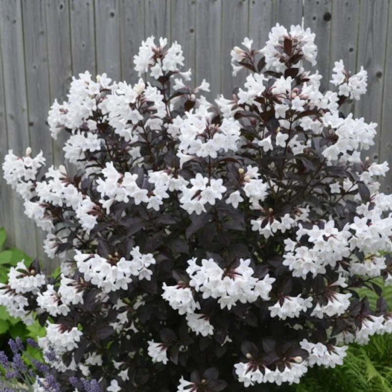 Weigela Ebony & ivory® - SILENCE, ça pousse !, Weigelia