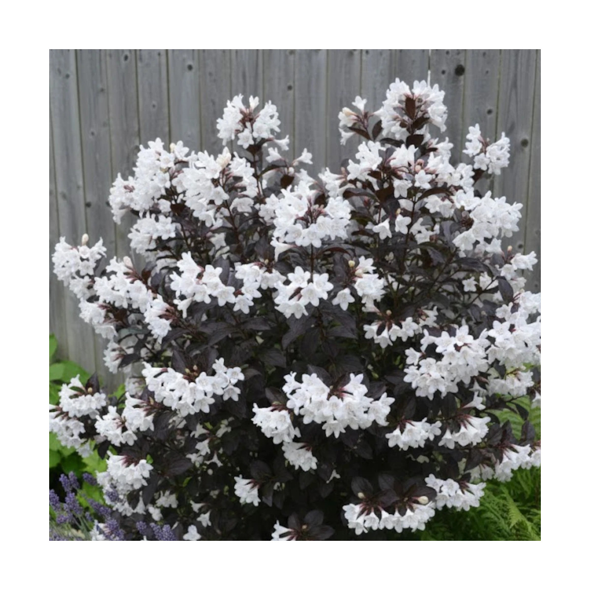 Weigela Ebony & ivory® - SILENCE, ça pousse !, Weigelia