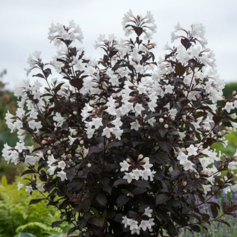 Weigela Ebony & ivory® - SILENCE, ça pousse !, Weigelia