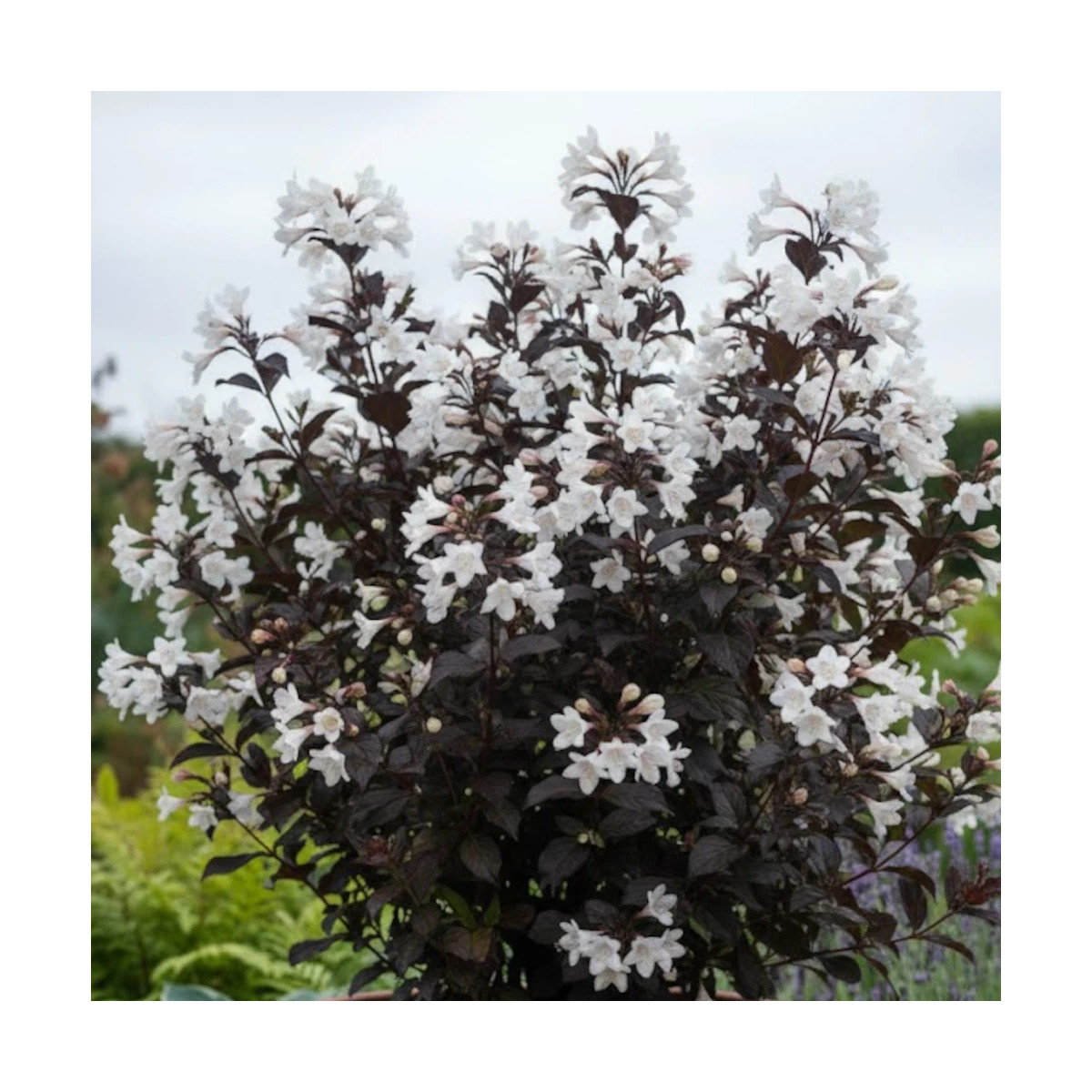Weigela Ebony & ivory® - SILENCE, ça pousse !, Weigelia