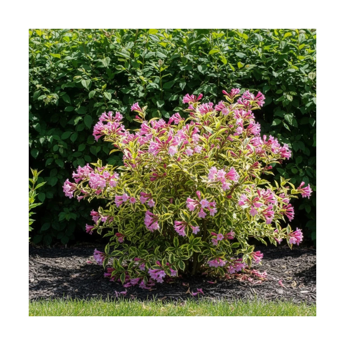 Weigela Magical® Rainbow - SILENCE, ça pousse !, Weigelia