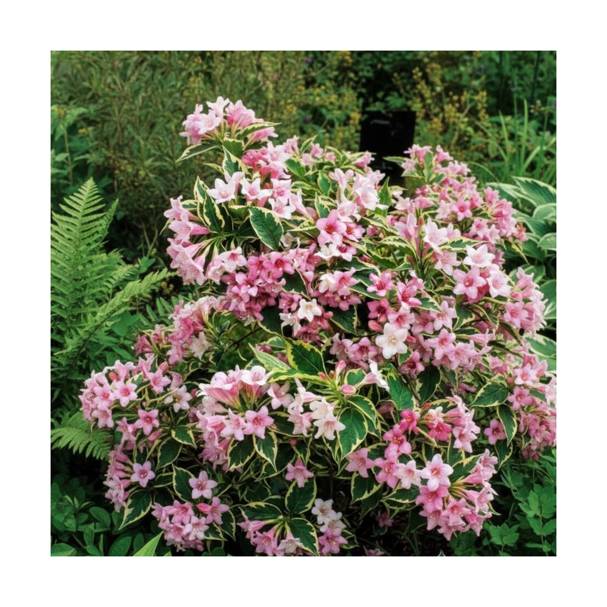 Weigela nain panaché, Weigelia