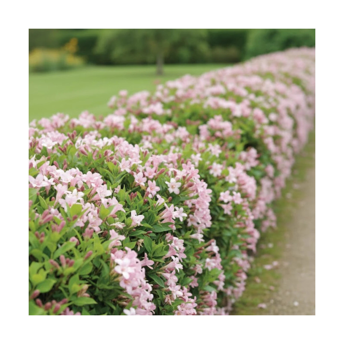 Weigela Pink Poppet® 'Plangen', Weigelia