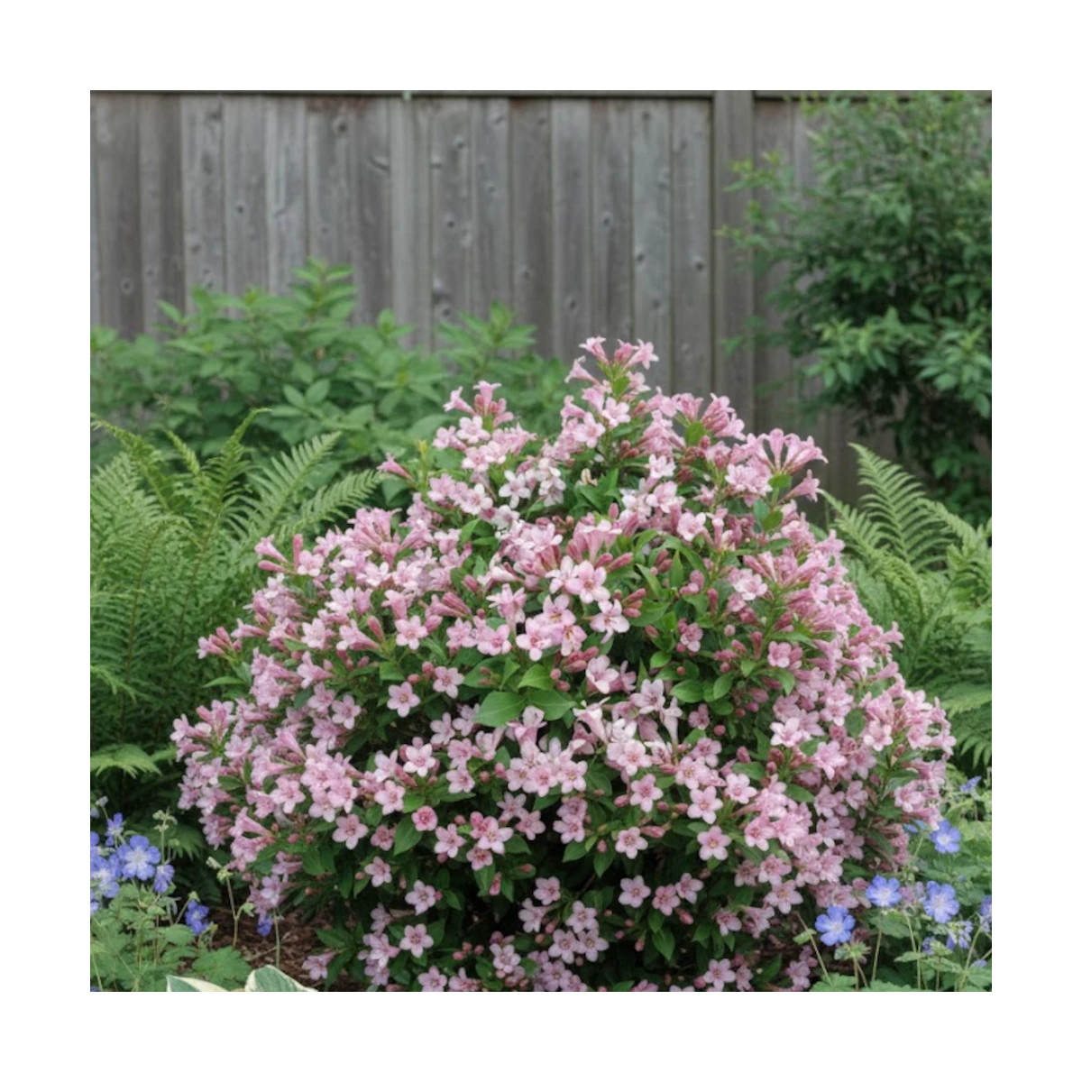 Weigela Pink Poppet® 'Plangen', Weigelia