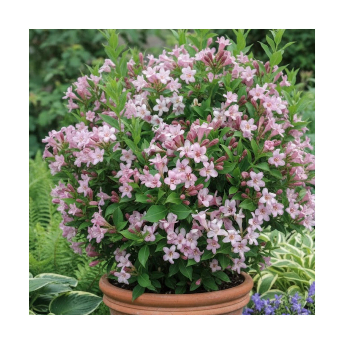 Weigela Pink Poppet® 'Plangen', Weigelia