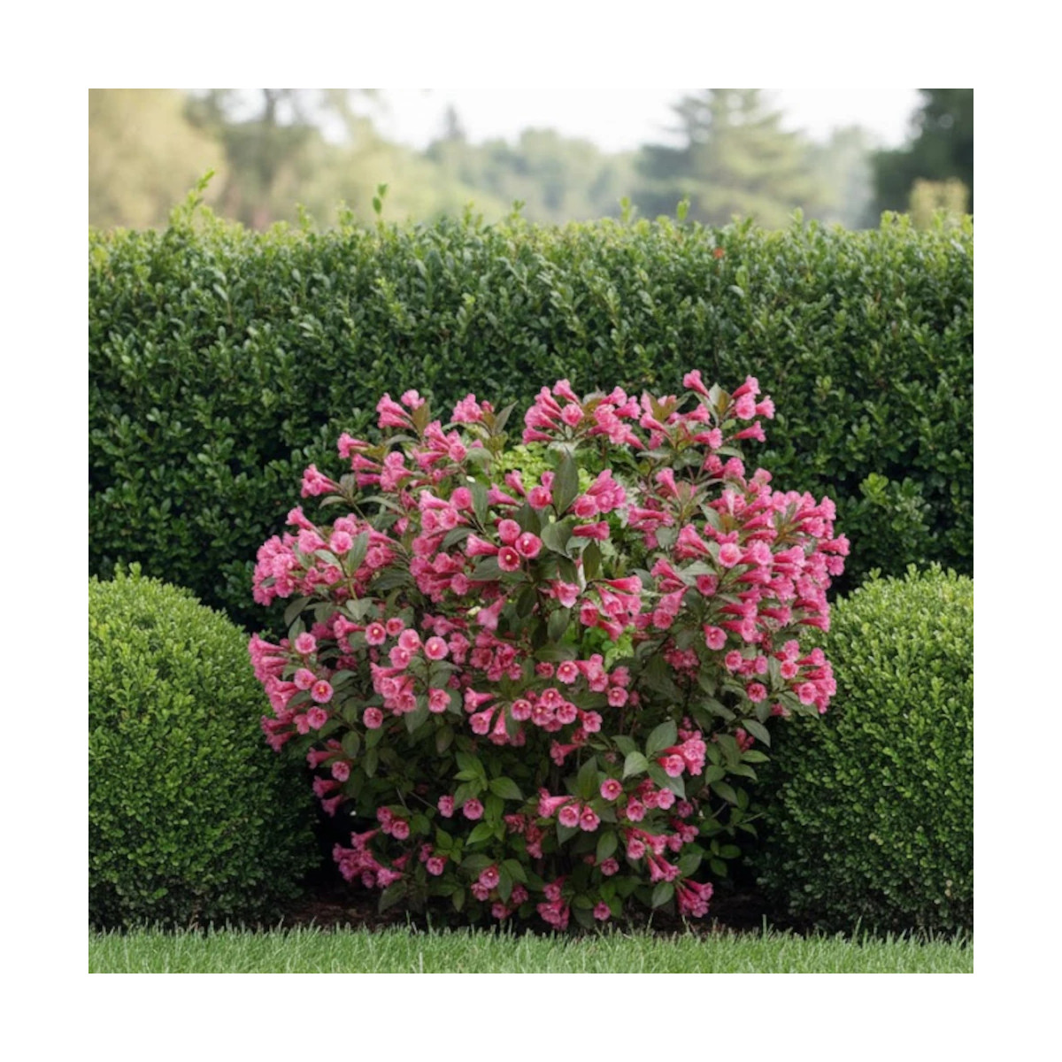 Weigela Victoria, Weigelia Weigela Victoria, Weigelia
